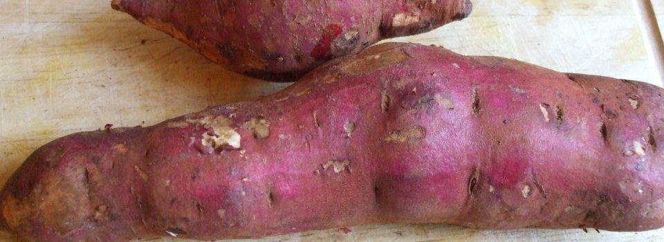 sweet potato
