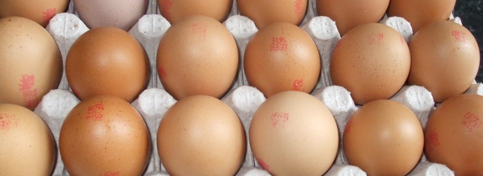 eggs